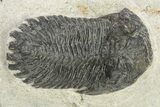 Bargain, Hollardops Trilobite - Ofaten, Morocco #254494-1